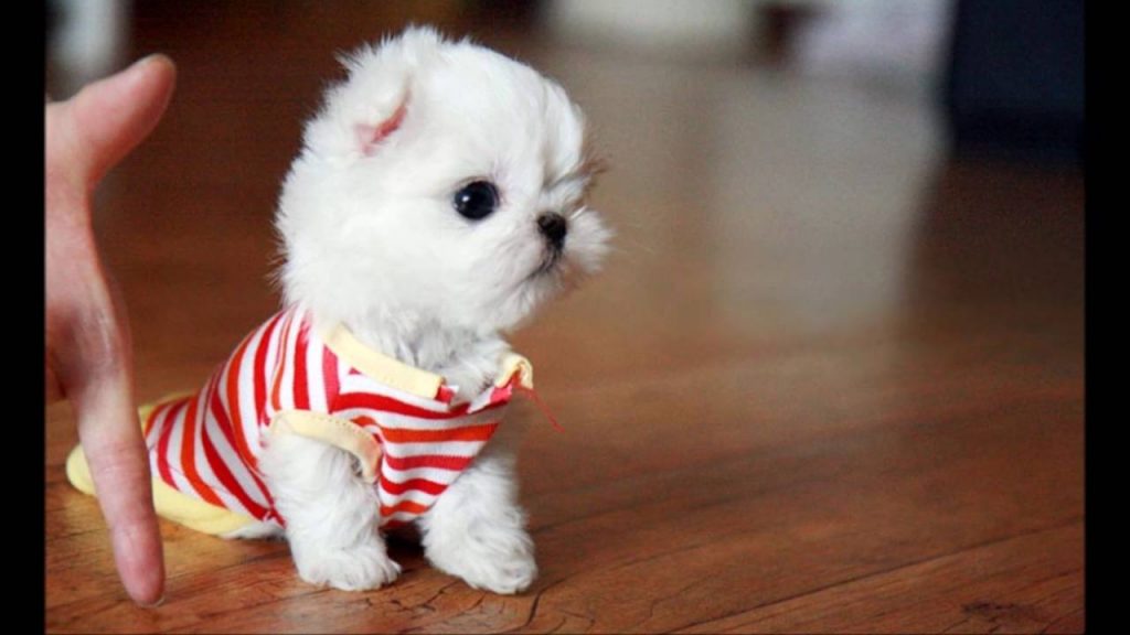 adult teacup maltese