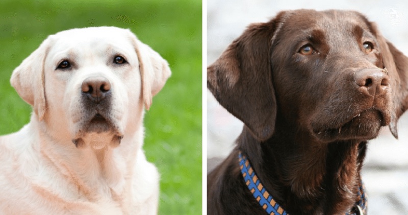 what is the difference between an english lab and an american lab