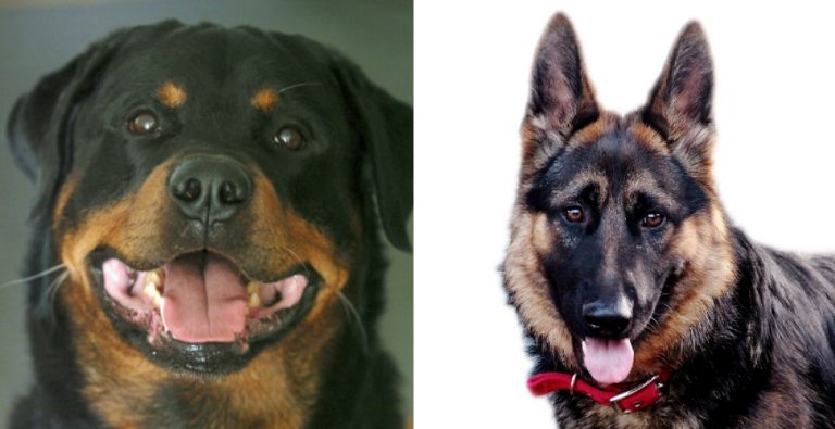 Rottweiler vs German Shepherd