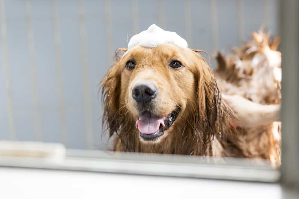 dog with shampoo