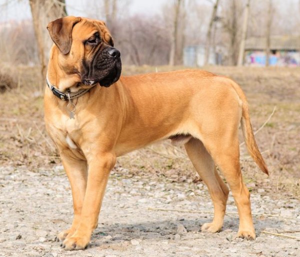 Bullmastiff