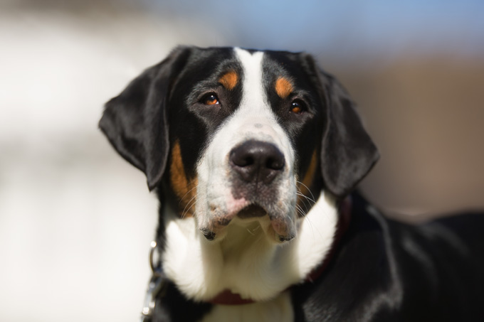 Greater Swiss Mountain Dog