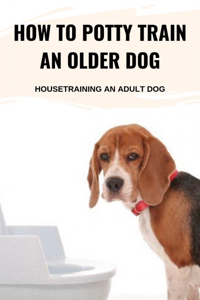 How To Potty Train An Older Dog Housetraining An Adult Dog