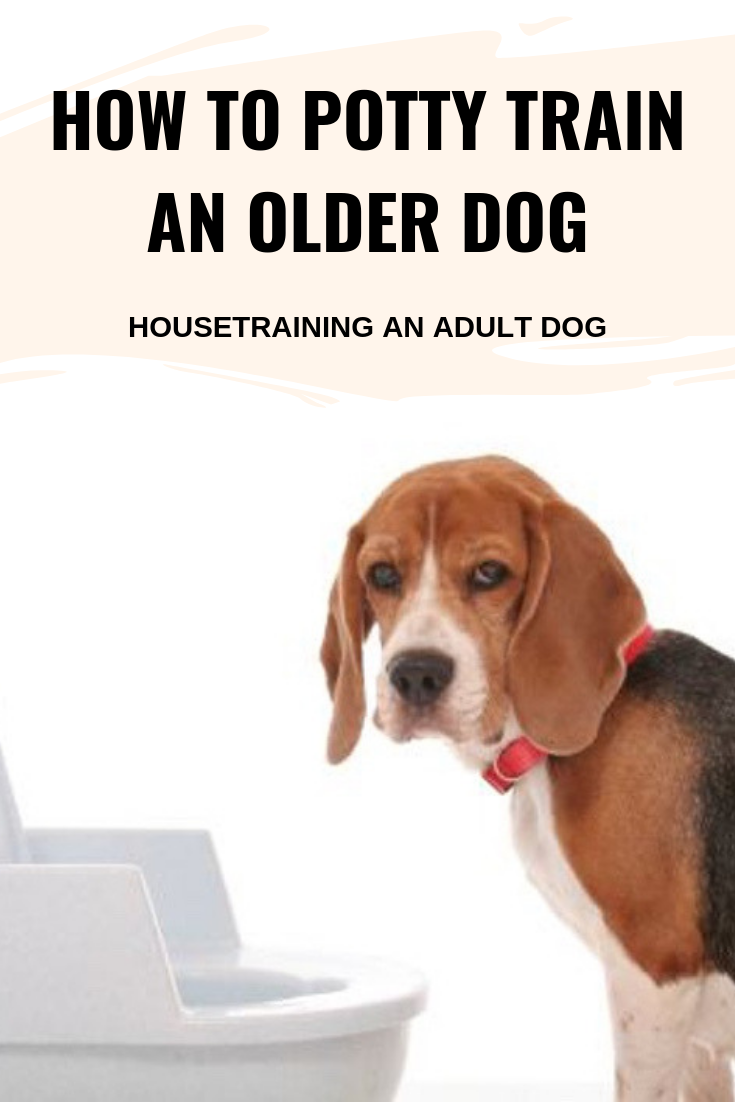 HOW TO POTTY TRAIN AN OLDER DOG