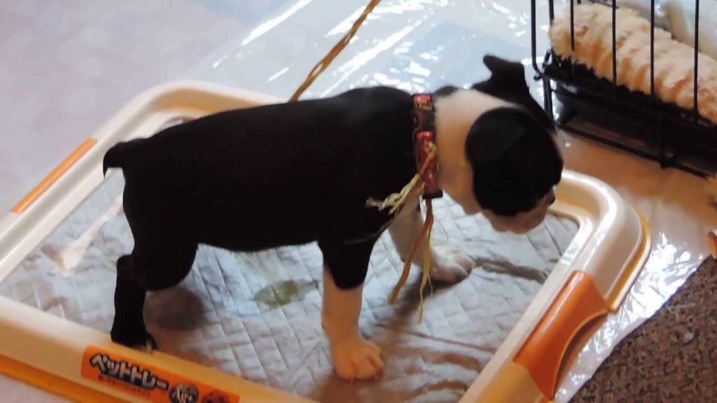 How to Potty Train a Puppy? 27 How to Potty Train an Older Dog