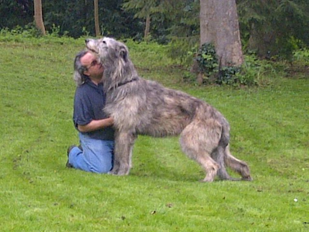 Irish Wolfhound