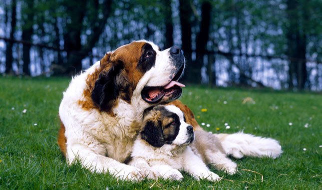 Saint Bernard