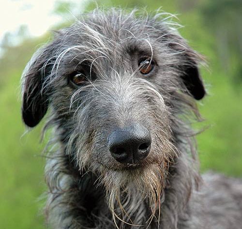 Scottish Deerhound