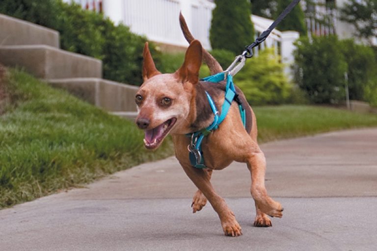 stop leash pulling