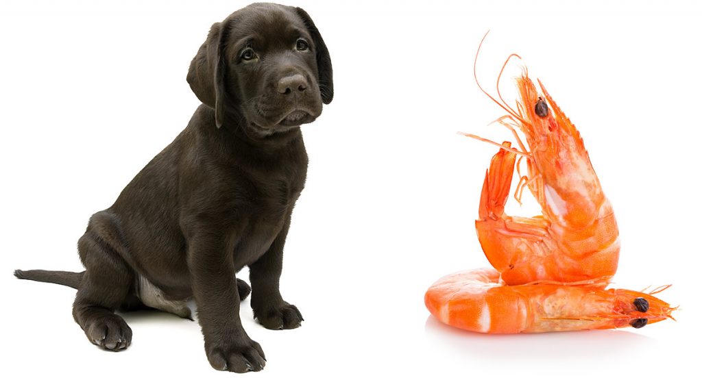 Dog Eat Shrimp