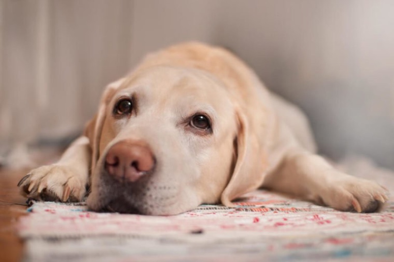 dog health warning signs