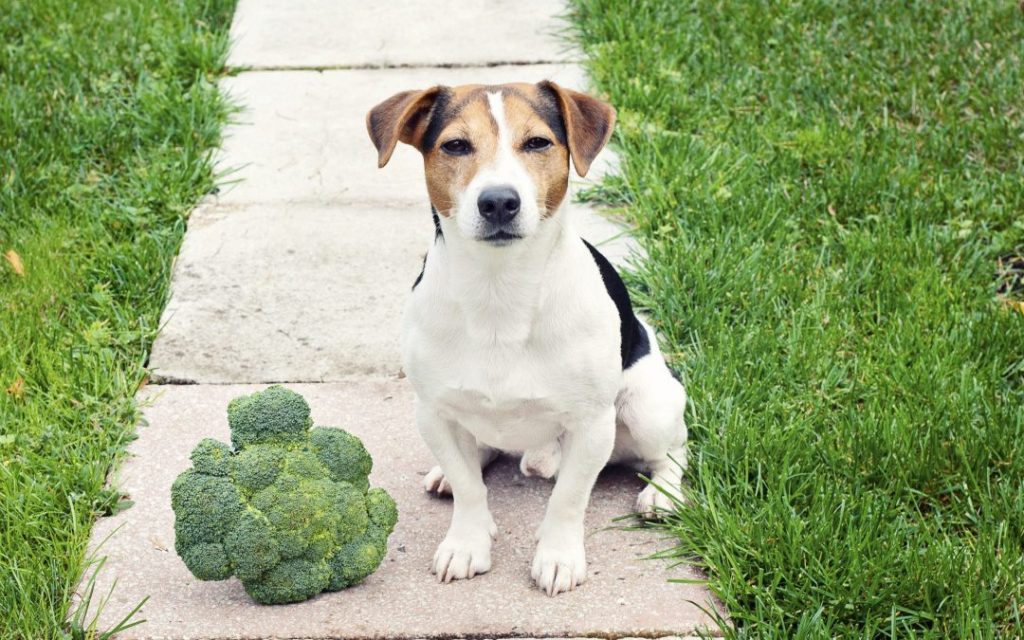 dog with broccoli
