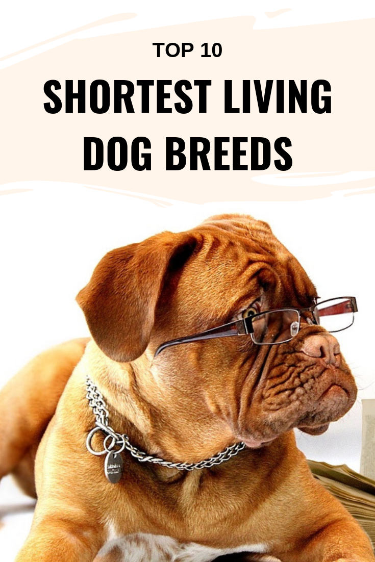 Shortest living dog breeds