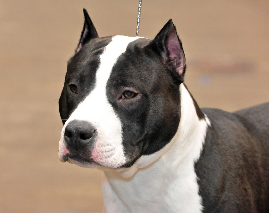 American Staffordshire terrier