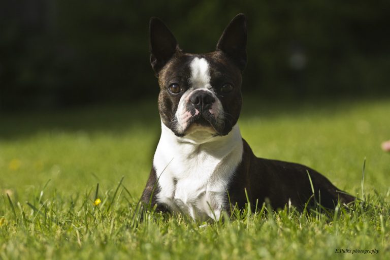 Boston terrier