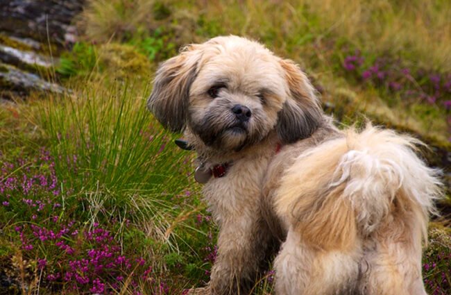 Lhasa Apso