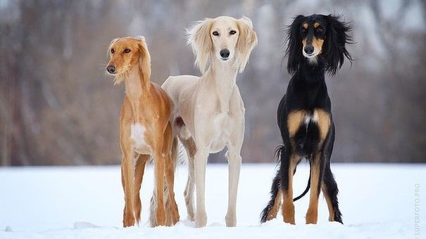 Saluki