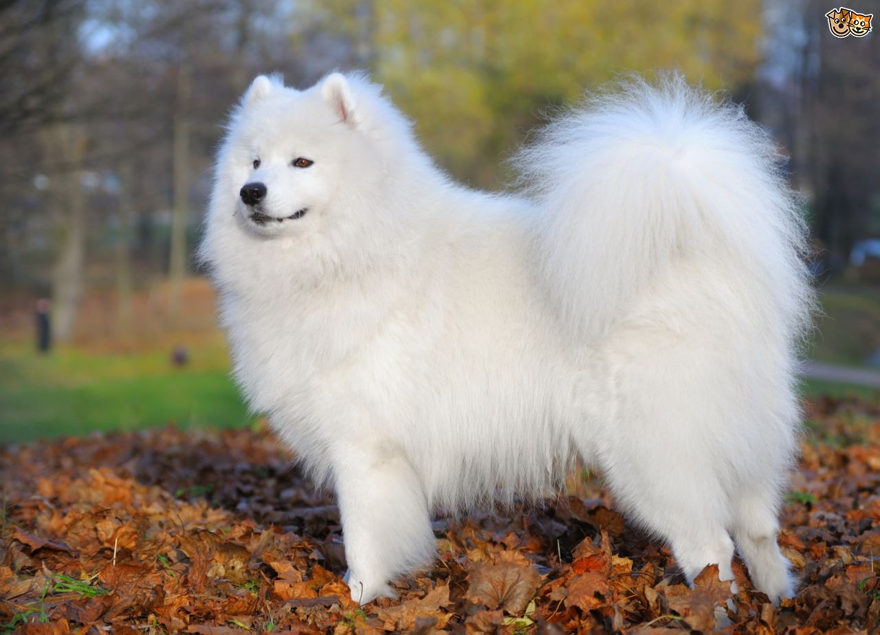 Samoyed