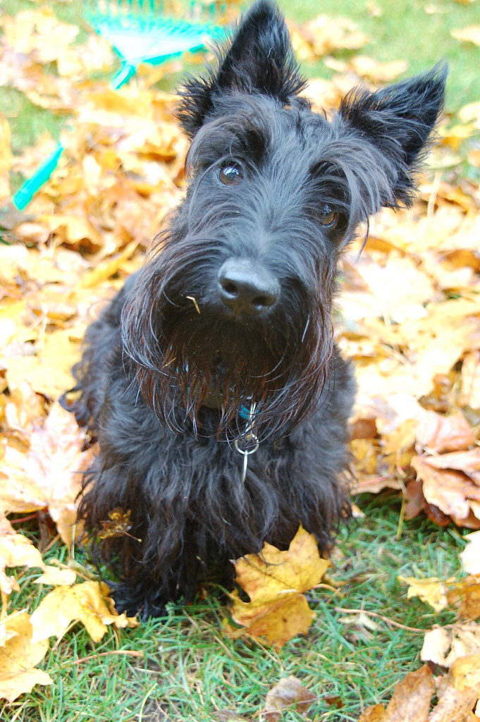 Scottish terrier