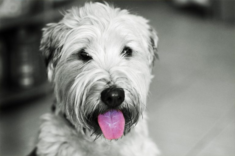 Soft Coated Wheaten Terrier