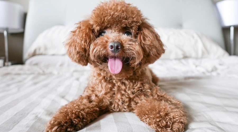 Toy Poodle