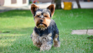 Yorkshire Terrier