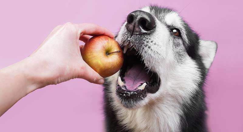 Dog eat apple