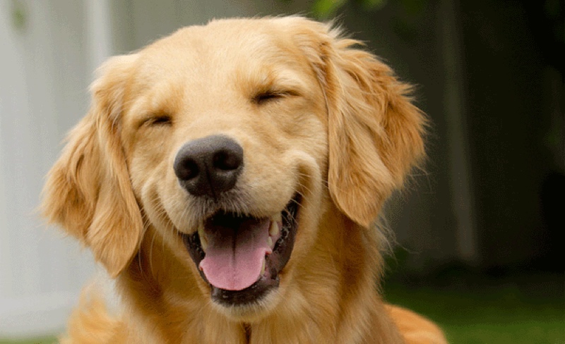 Image result for pic of a happy dog