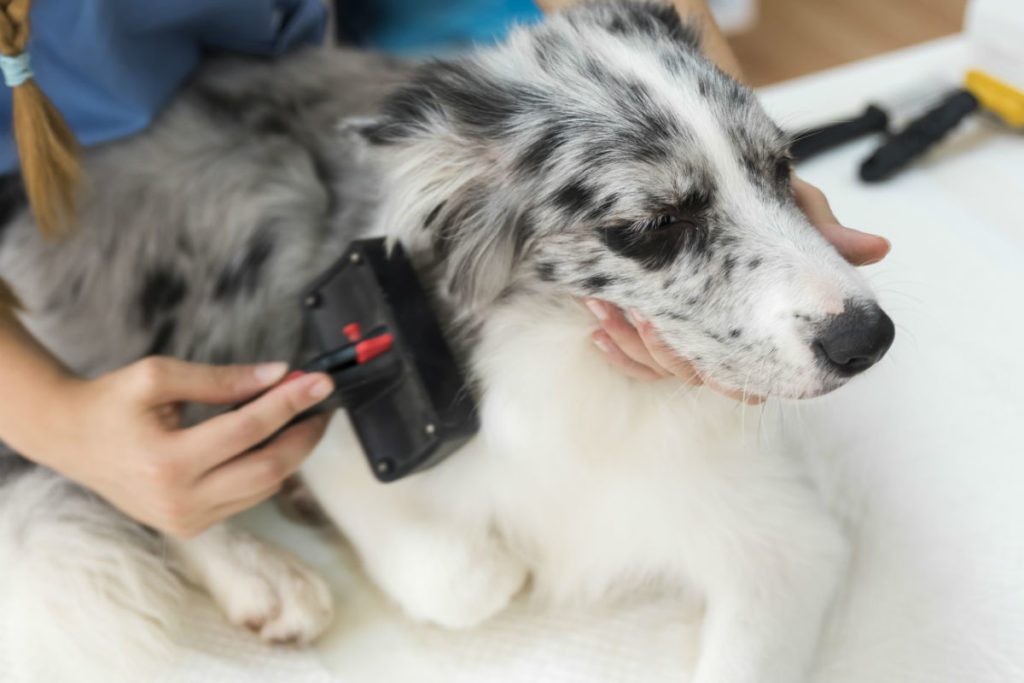 how to improve your dogs skin