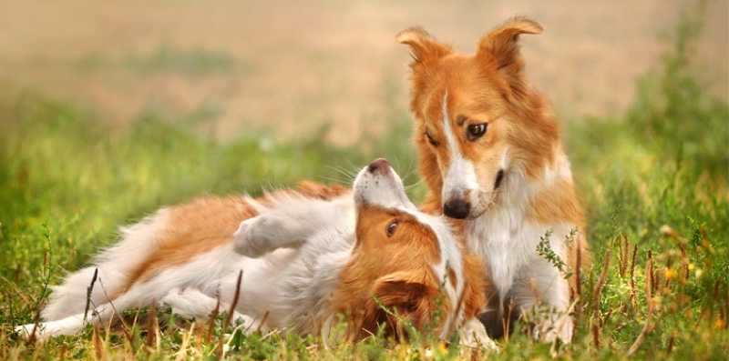 two dogs laying down