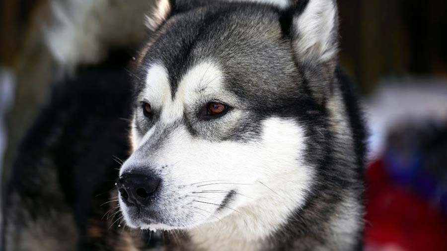 Alaskan Husky