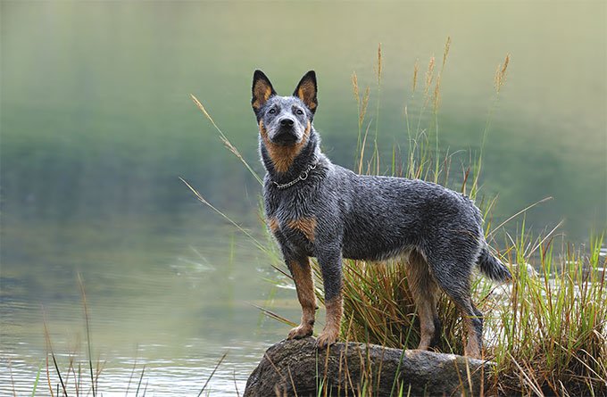 Australian Cattle Dog