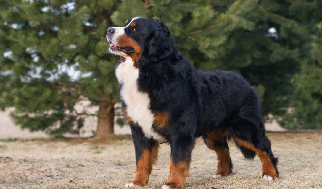 Bernese Mountain Dog