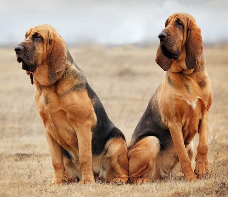 Top 10 Hound Dog Breeds That Are Great As Family Pets
