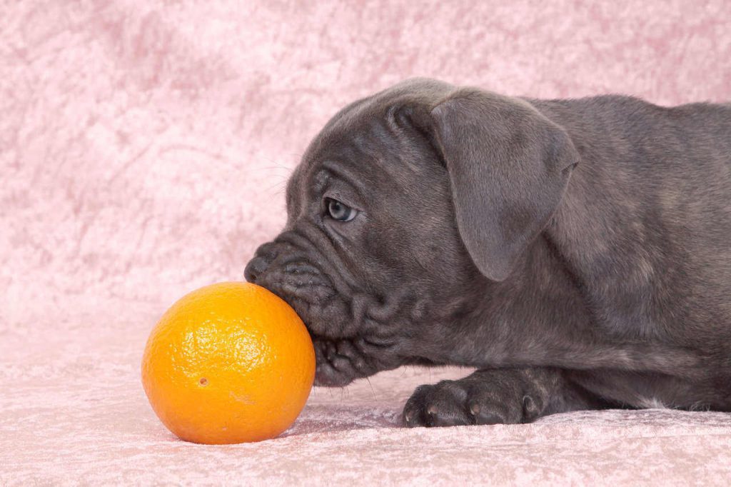 Can Dogs Eat Oranges