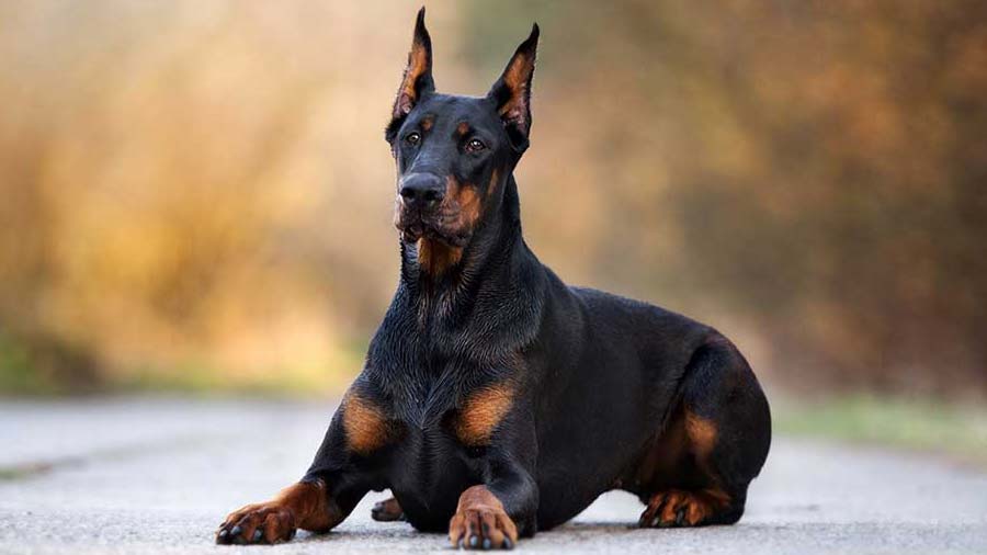 Doberman pinscher