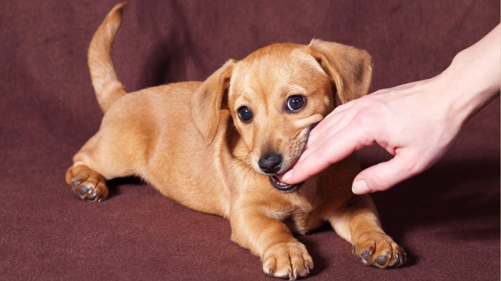 How to Stop a Puppy From Biting and Nipping