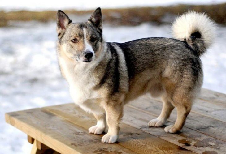 Husky and corgi mix