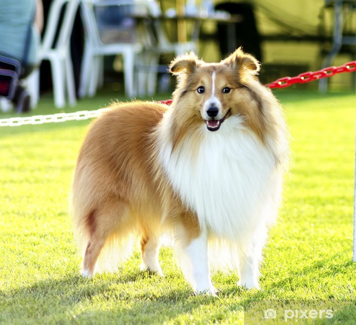 Shetland Sheepdog