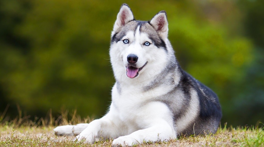 Siberian Husky