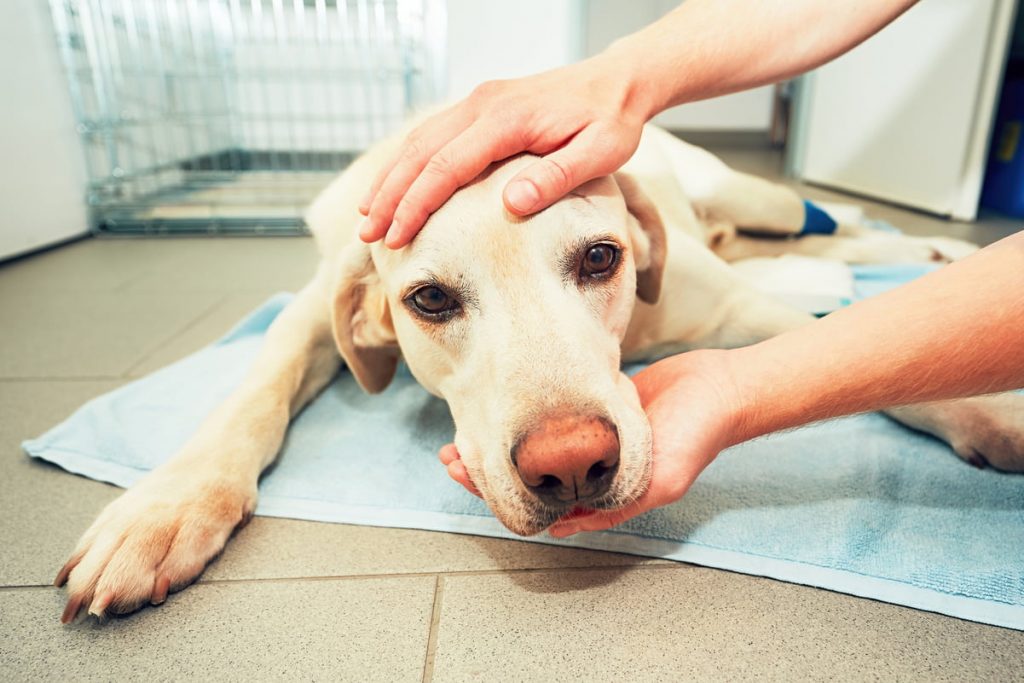 Signs of Stroke in Dogs