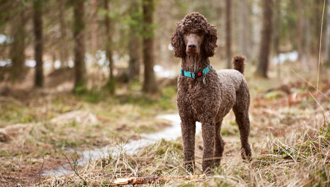 Standard Poodle