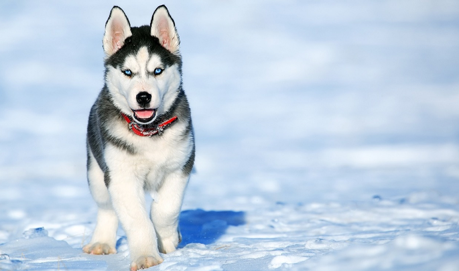 different husky breeds