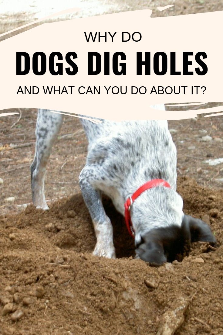 dogs dig holes