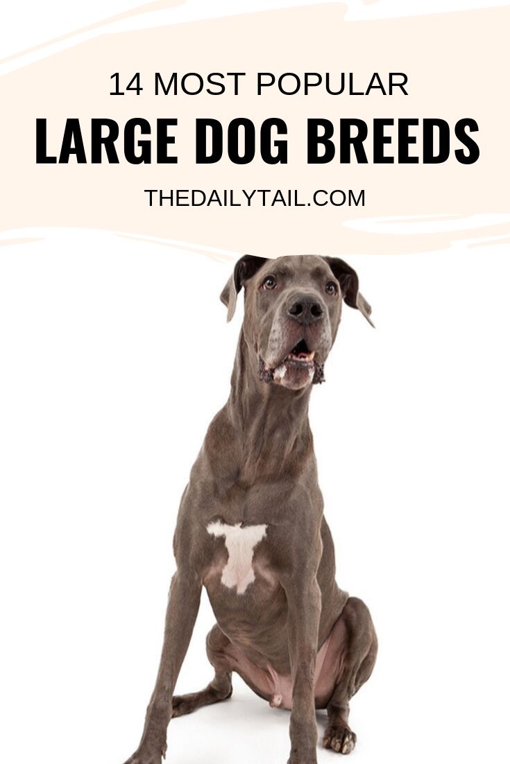 large dog breeds