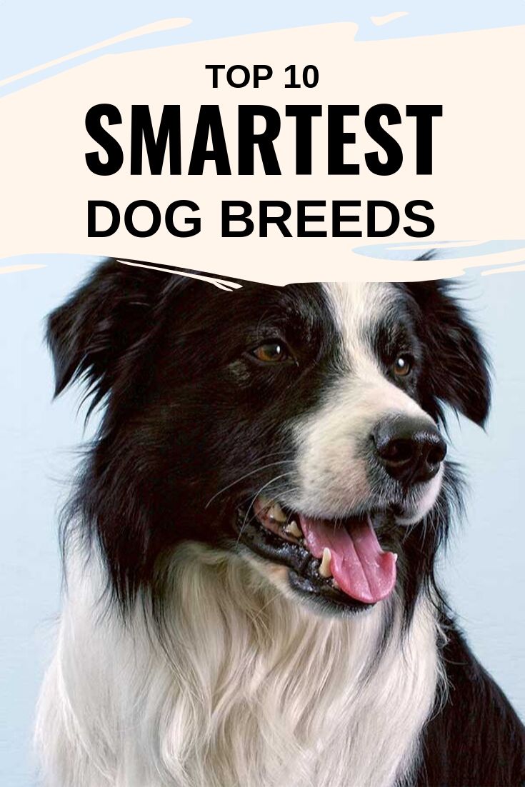 smartest dog breeds