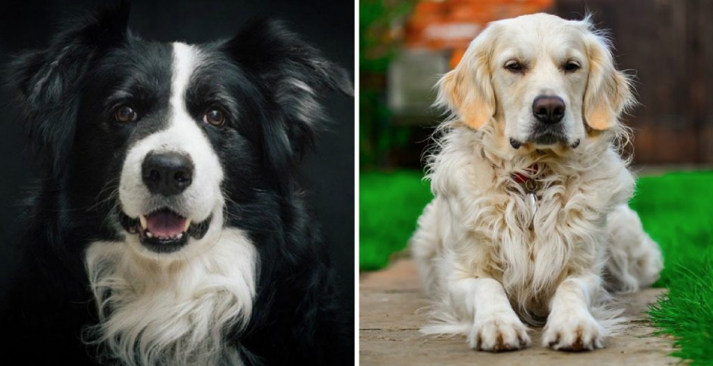 smartest dog breeds