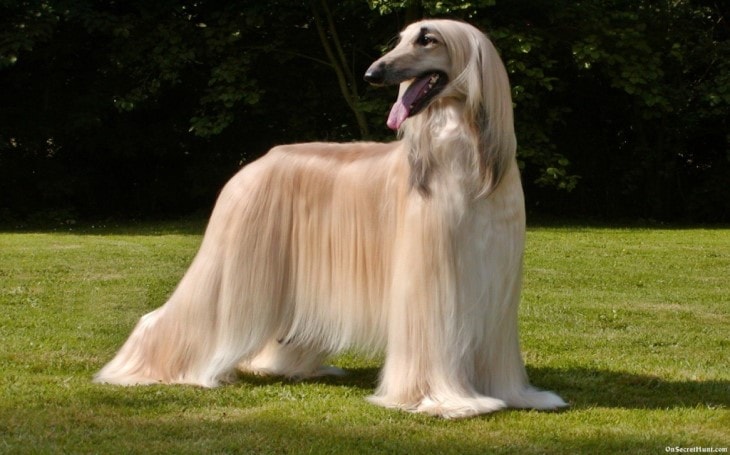 Afghan hound