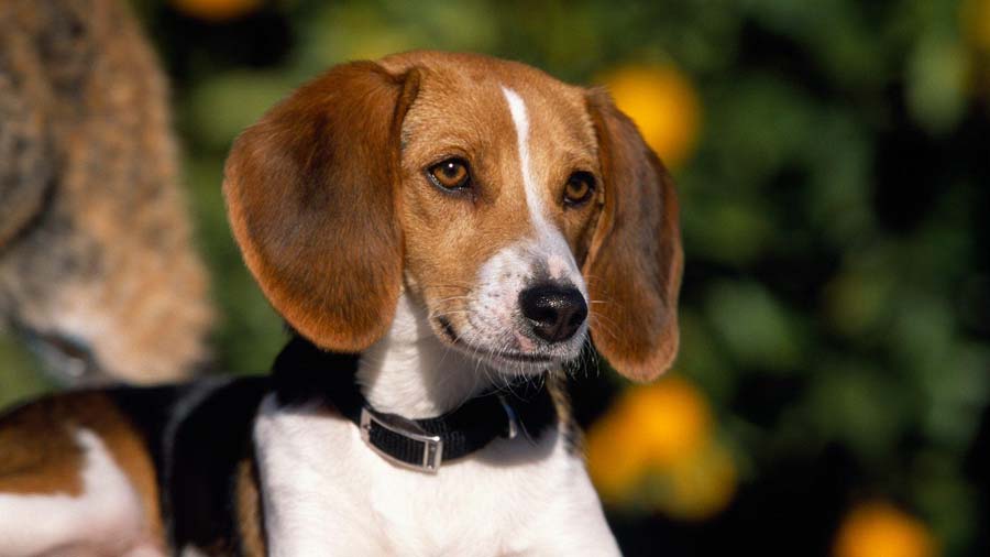 American Foxhound