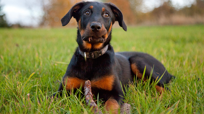 Beauceron